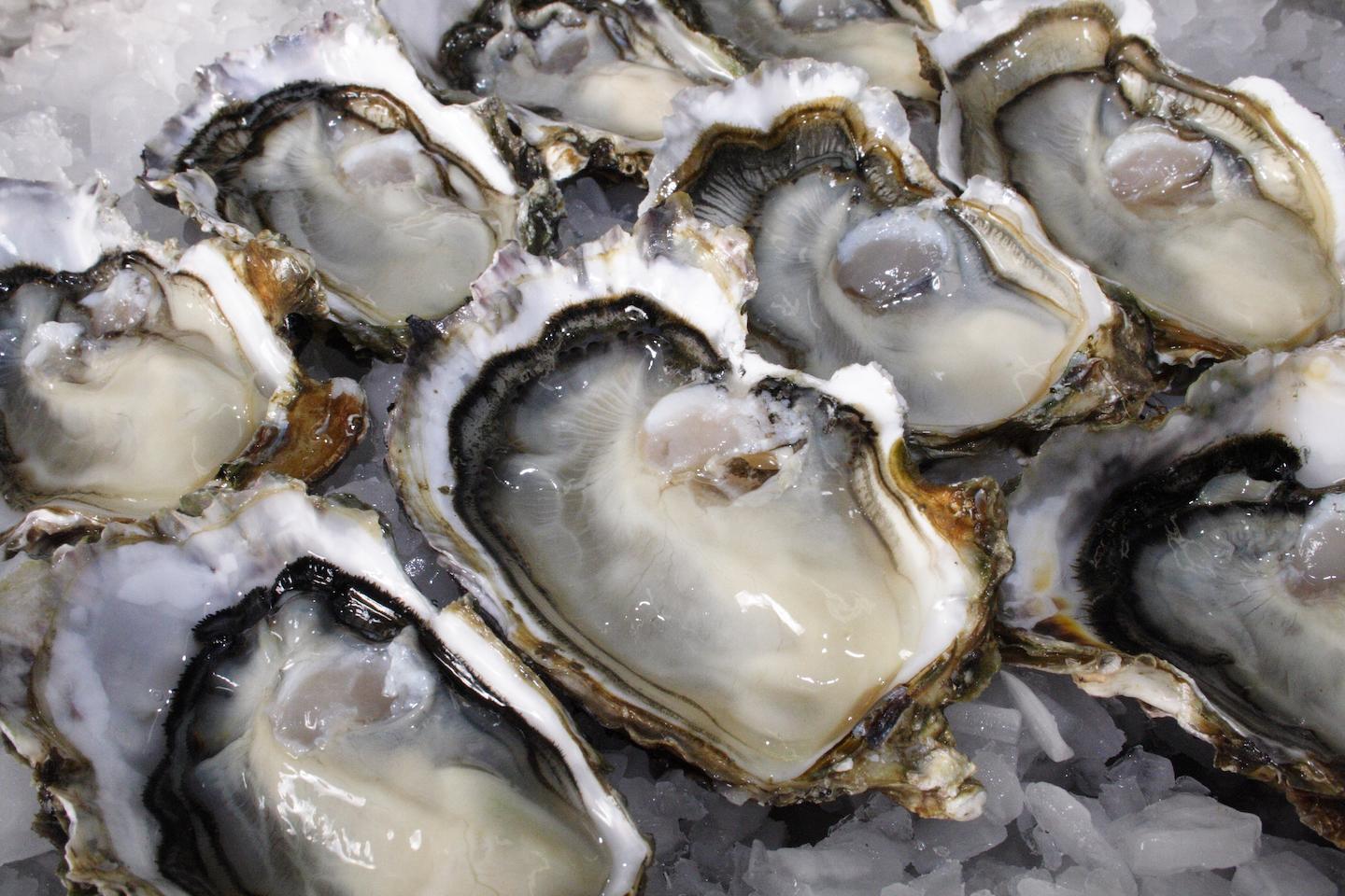 Photo of Oysters on ice